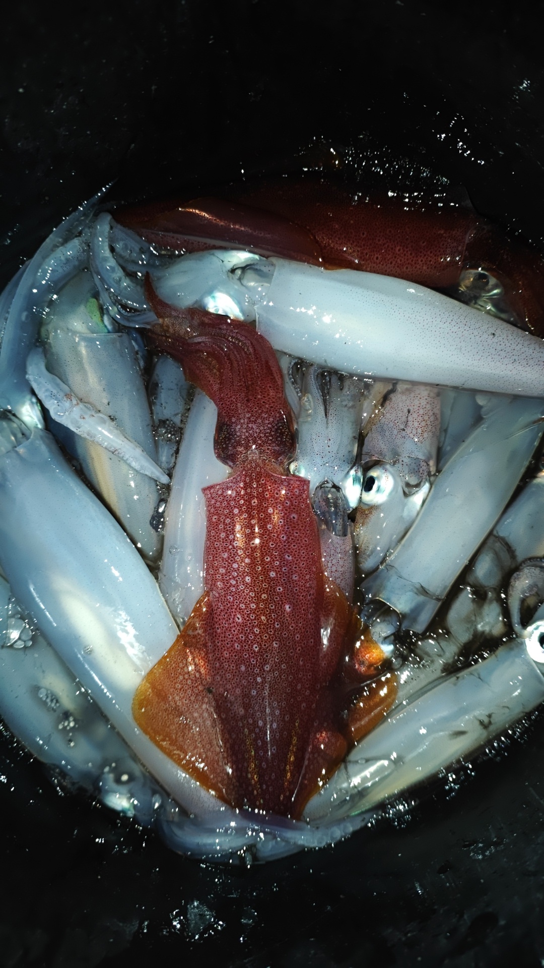 Fresh Adriatic squid from a night session out of Zadar aboard Pursuit